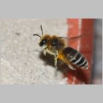 Colletes daviesanus - Seidenbiene w001g 9mm beim Nestanflug - OS-Insektenhotel det.jpg